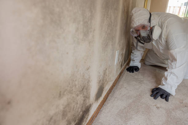 Best Mold Odor Removal Services  in Pierre Part, LA