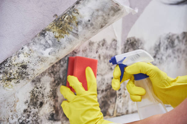 Trusted Pierre Part, LA Mold Removal & Remediation Experts